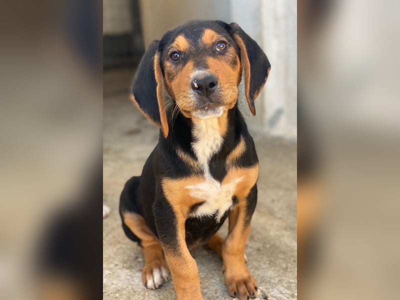 Jäger, geb. ca. 08/2025, lebt in GRIECHENLAND, im städt. Tierheim Serres