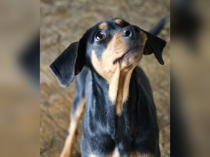 Frida, geb. ca. 01/2025, lebt in GRIECHENLAND, auf einer privaten Pflegestelle