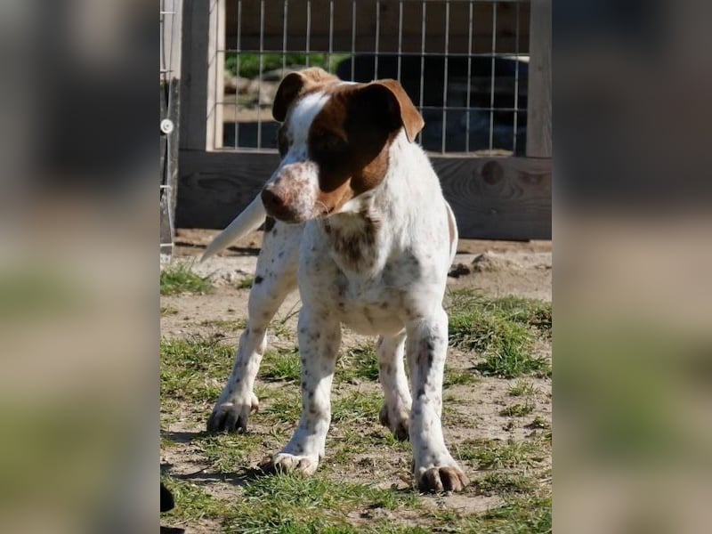 Titus geb. ca. 04/2025, lebt in GRIECHENLAND, auf einer privaten Pflegestelle