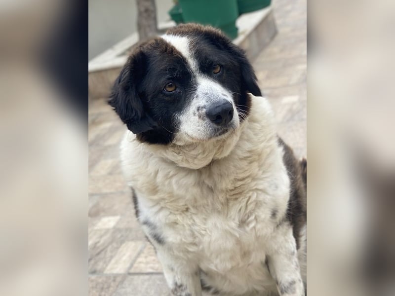 Linda, geb. ca. 09/2015, lebt in GRIECHENLAND, auf einer privaten Pflegestelle