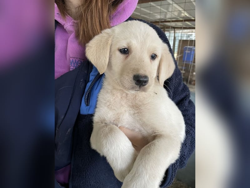 Gracie, geb. ca. 11/2025, lebt in GRIECHENLAND, auf einer privaten Pflegestelle