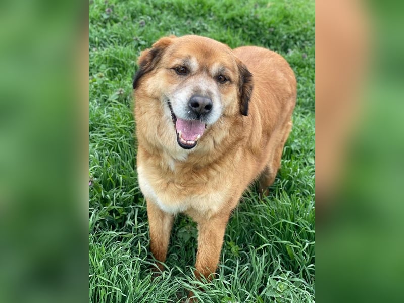 Gandhi, geb. ca. 12/2018, lebt in GRIECHENLAND, im städt. Tierheim Serres