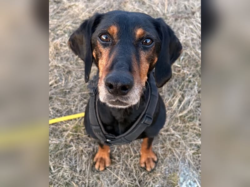 Neria, geb. ca. 11/2020, lebt auf einer Pflegestelle in 95168 Marktleuthen