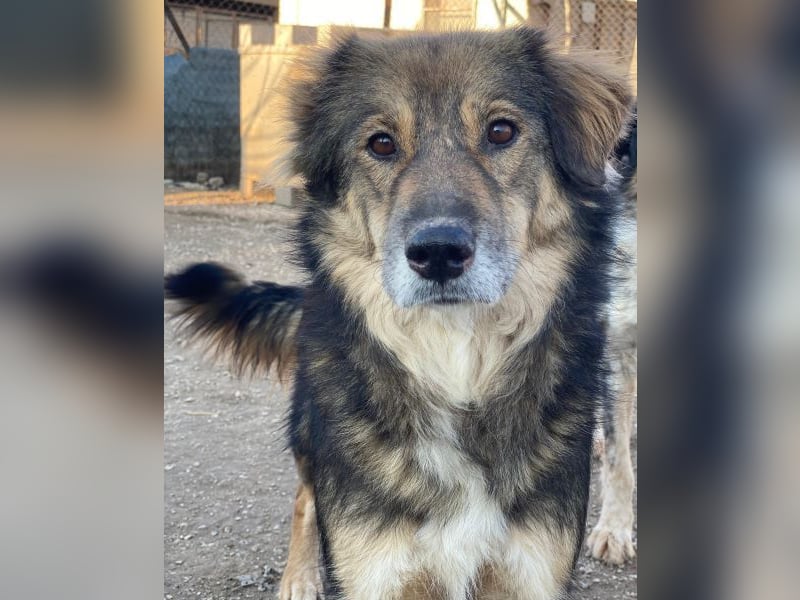 Shiou, geb. ca. 12/2023, lebt in GRIECHENLAND, im städt. Tierheim Serres