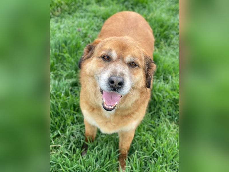 Gandhi, geb. ca. 12/2018, lebt in GRIECHENLAND, im städt. Tierheim Serres