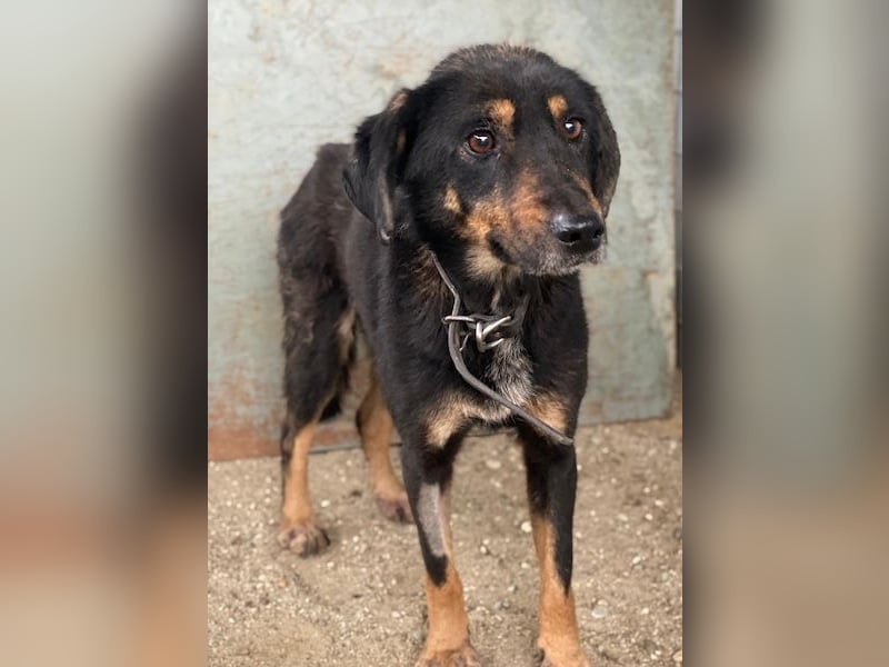 Seli, geb. ca. 02/2021, lebt in GRIECHENLAND, auf einer privaten Pflegestelle