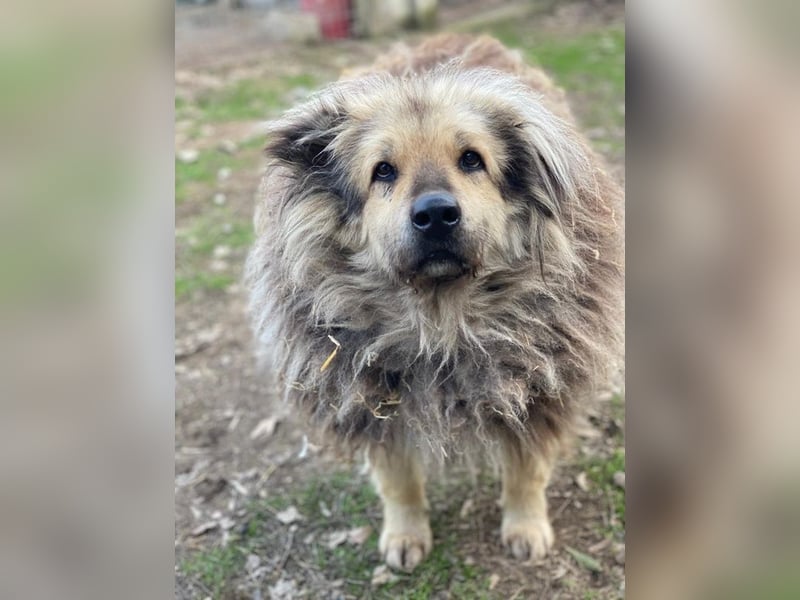 Mandy Lou geb. ca. 11/2020, lebt in GRIECHENLAND, auf einer privaten Pflegestelle