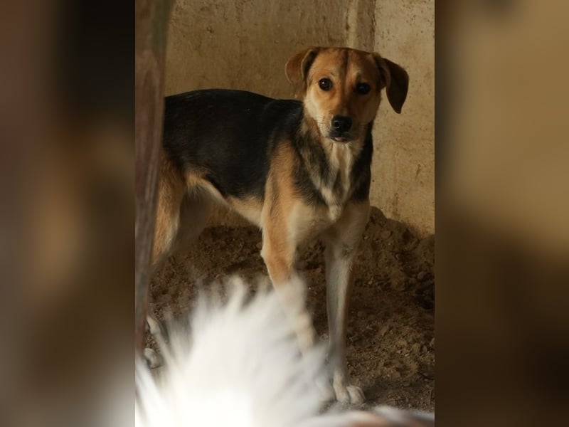 Atlanta, geb. ca. 07/2023, lebt in GRIECHENLAND, auf einer privaten Pflegestelle