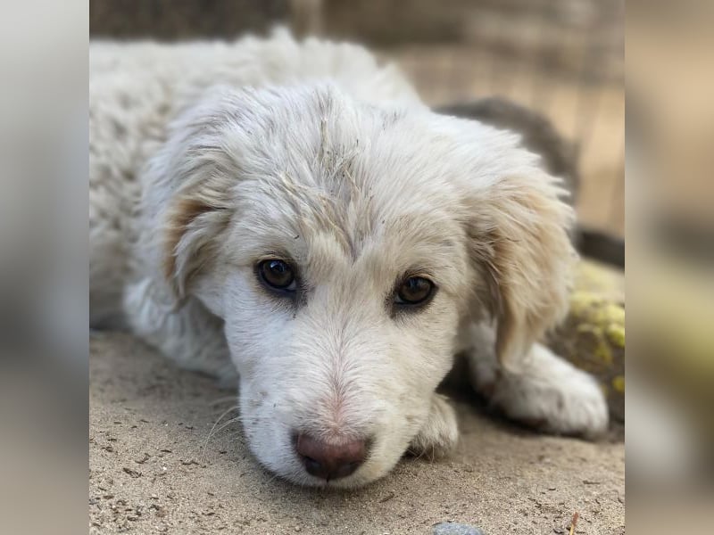 Tiramisu, geb. ca. 01/2026, lebt in GRIECHENLAND, auf einer privaten Pflegestelle