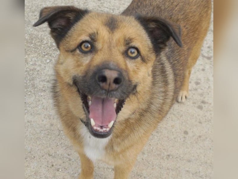 Aris-Jano, geb. ca. 02/16, lebt in GRIECHENLAND, auf einer privaten Pflegestelle