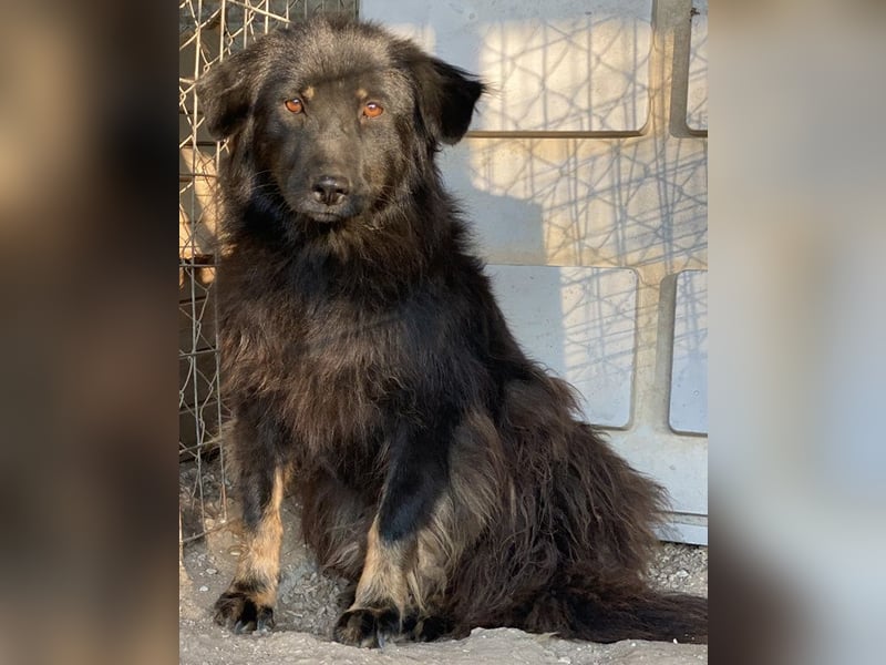 Kayra, geb. ca. 09/2018, lebt in GRIECHENLAND, im städt. Tierheim Serres