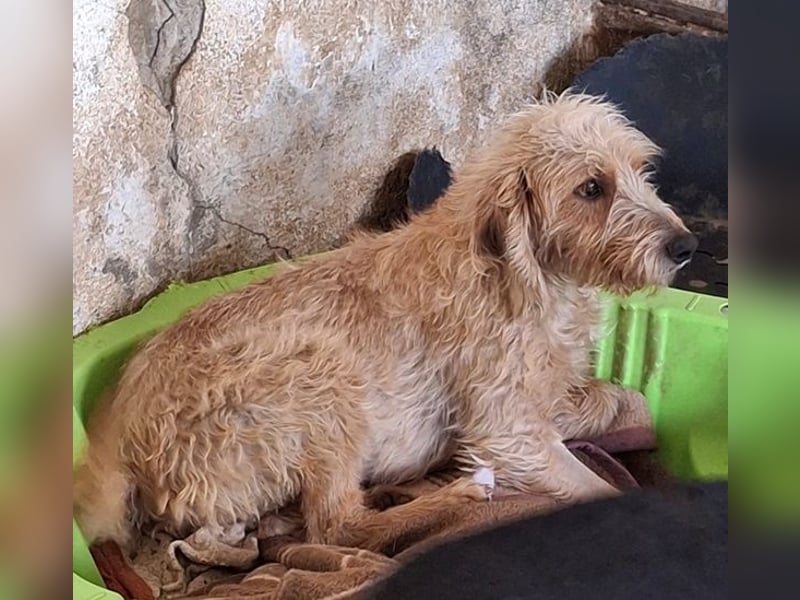 Wasabi, geb. ca. 05/2025, lebt in GRIECHENLAND, auf einer privaten Pflegestelle