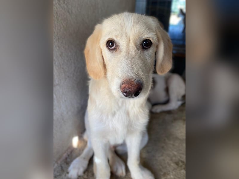 Garetto, geb. ca. 04/2025, lebt in GRIECHENLAND, im städt. Tierheim Serres