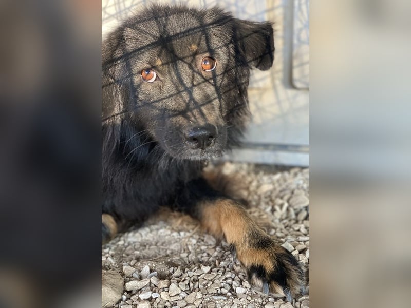 Kayra, geb. ca. 09/2018, lebt in GRIECHENLAND, im städt. Tierheim Serres