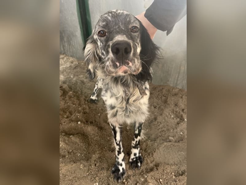 Finlo, geb. ca. 02/2024, lebt in GRIECHENLAND, auf einer privaten Pflegestelle