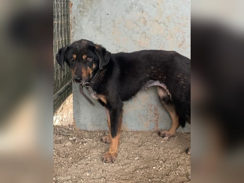 Seli, geb. ca. 02/2021, lebt in GRIECHENLAND, auf einer privaten Pflegestelle