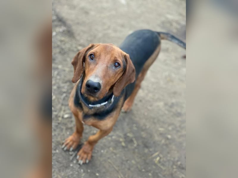 Abaluga, geb. ca. 01/2024, lebt in GRIECHENLAND, auf einer privaten Pflegestelle, Vermittlungshilf