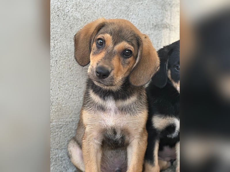 Lenny, geb. ca. 05/2026, lebt in GRIECHENLAND, im städt. Tierheim Serres