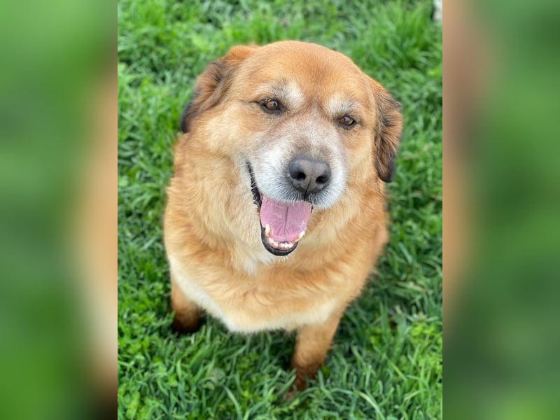 Gandhi, geb. ca. 12/2018, lebt in GRIECHENLAND, im städt. Tierheim Serres