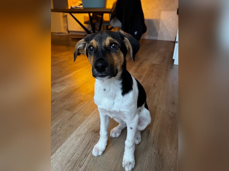 Caien, geb. ca. 10/2025, lebt auf einer Pflegestelle in 49176 Hilter