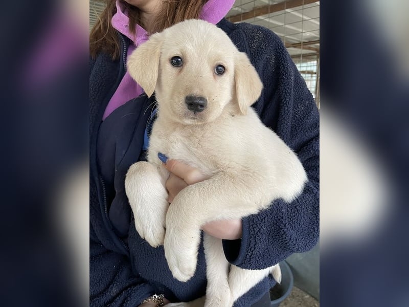 Gracie, geb. ca. 11/2025, lebt in GRIECHENLAND, auf einer privaten Pflegestelle