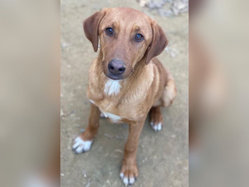 Karamell, geb. ca. 06/2025, lebt in GRIECHENLAND, auf einer privaten Pflegestelle