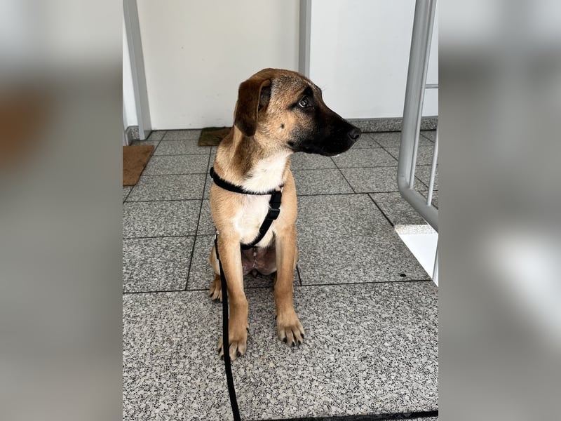 Dickie, geb. ca. 11/2025, lebt bei einer Familie in 46236 Bottrop