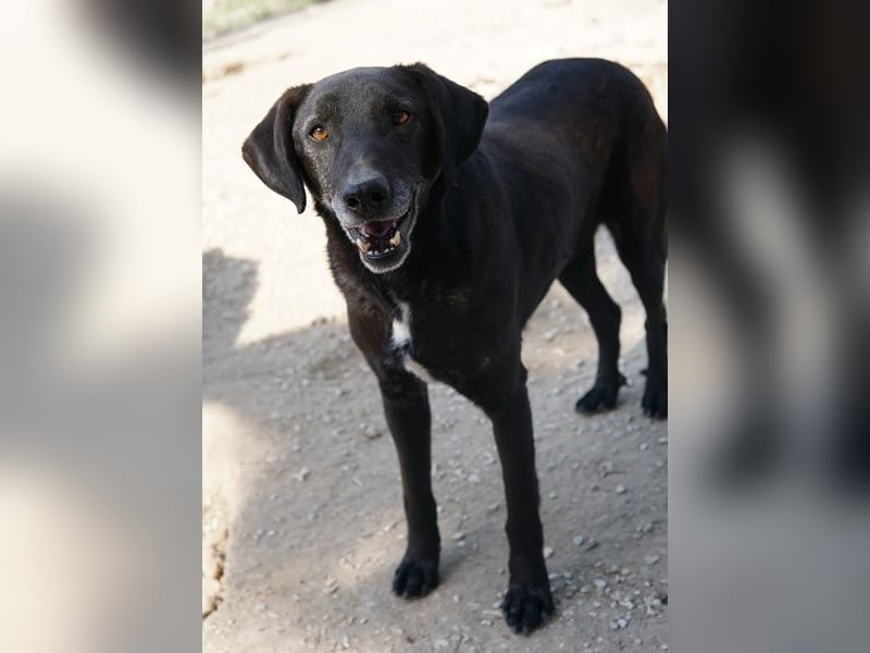 Chelion, geb. ca. 11/2018, lebt in GRIECHENLAND, im städt. Tierheim Serres