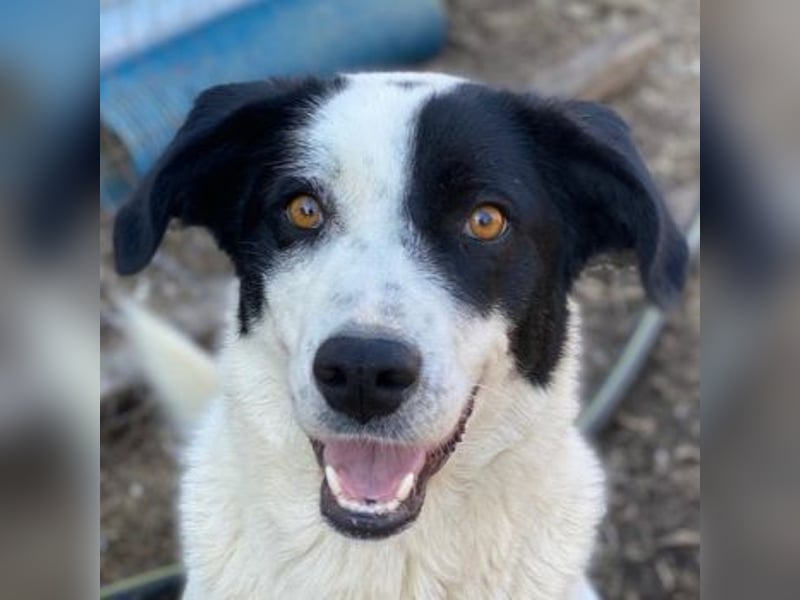 Alva, geb. ca. 05/2023, lebt in GRIECHENLAND, auf einer privaten Pflegestelle