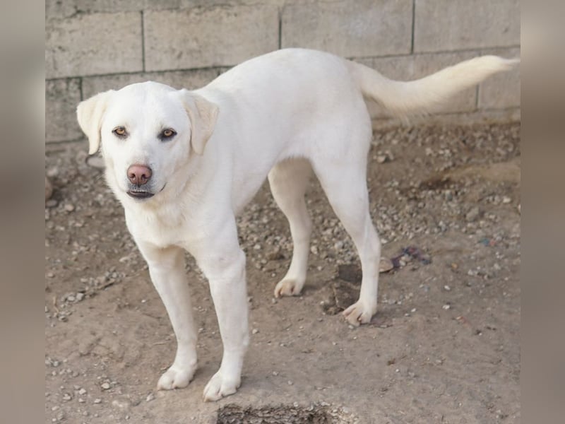 Gianna, geb. ca. 02/2022, lebt in GRIECHENLAND, im städt. Tierheim Serres