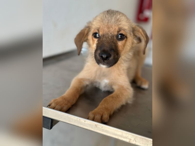 Ronja, geb. ca. 04/2026, lebt in GRIECHENLAND, auf einer privaten Pflegestelle