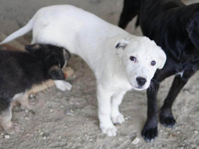 Yaspi, geb. ca. 01/2026, lebt in GRIECHENLAND, auf einer privaten Pflegestelle