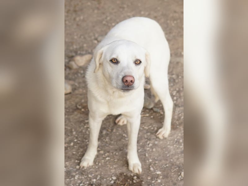 Gianna, geb. ca. 02/2022, lebt in GRIECHENLAND, im städt. Tierheim Serres