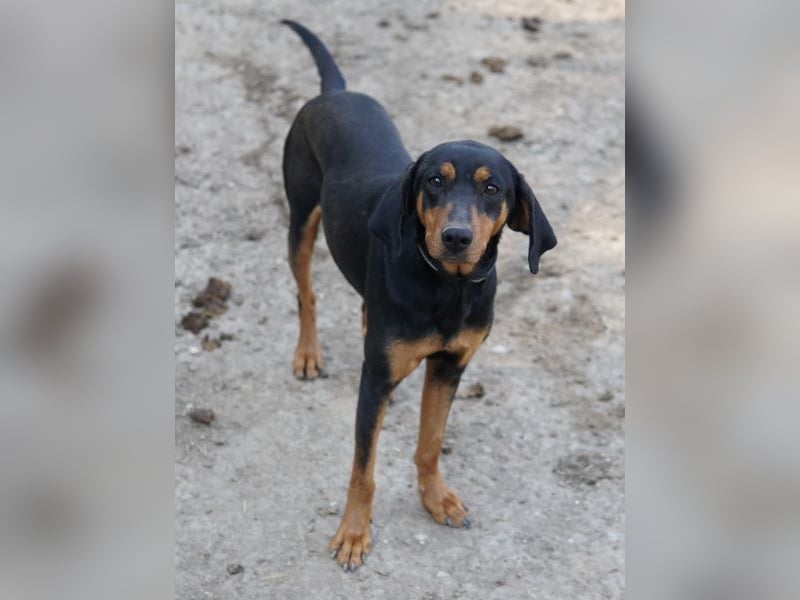 Frida, geb. ca. 01/2025, lebt in GRIECHENLAND, auf einer privaten Pflegestelle