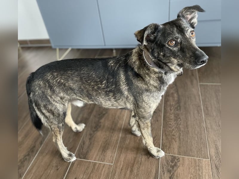 Larsson, geb. ca. 12/2018, lebt bei einer Familie in 74229 Oedheim, Vermittlungshilfe