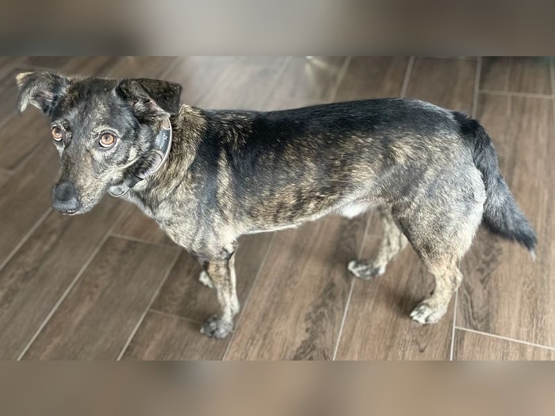 Larsson, geb. ca. 12/2018, lebt bei einer Familie in 74229 Oedheim, Vermittlungshilfe