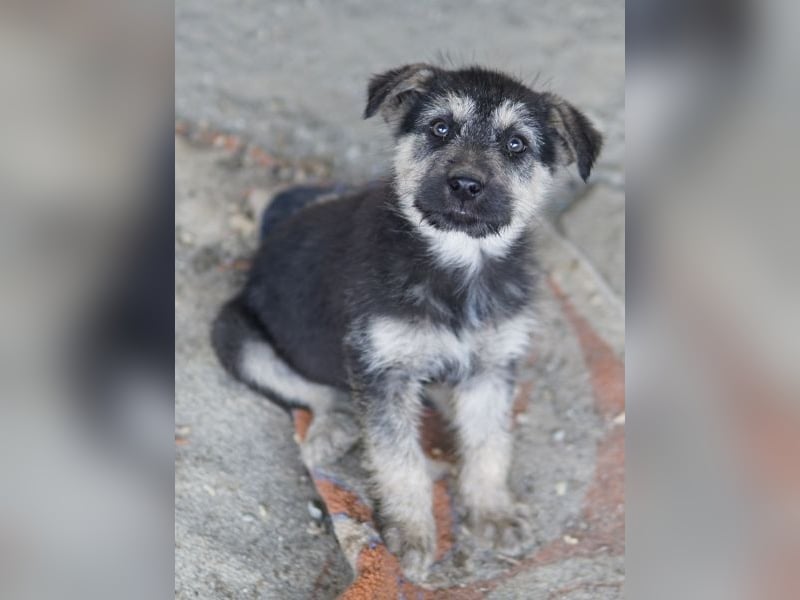 Hossam, geb. ca. 01/2026, lebt in GRIECHENLAND, auf einer privaten Pflegestelle