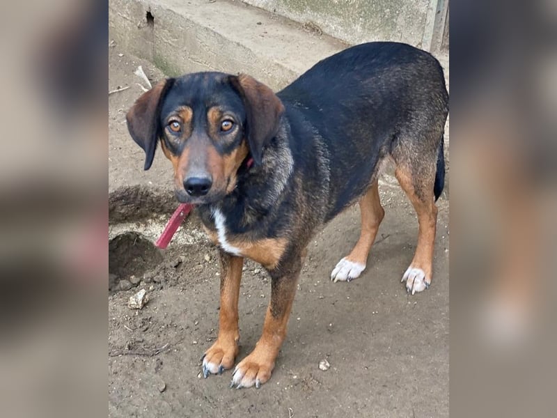 Zona, geb. ca. 11/2022, lebt in GRIECHENLAND, auf einer privaten Pflegestelle