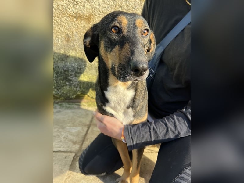 Ajax, geb. ca. 11/2024, lebt in GRIECHENLAND, auf einem Gelände, wird notdürftig versorgt