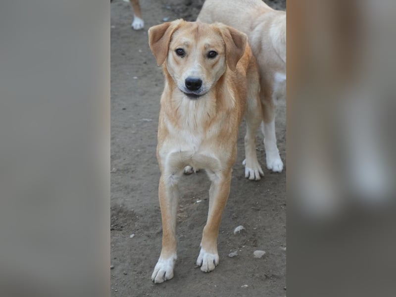 Boston, geb. ca. 07/2023, lebt in GRIECHENLAND, auf einer privaten Pflegestelle