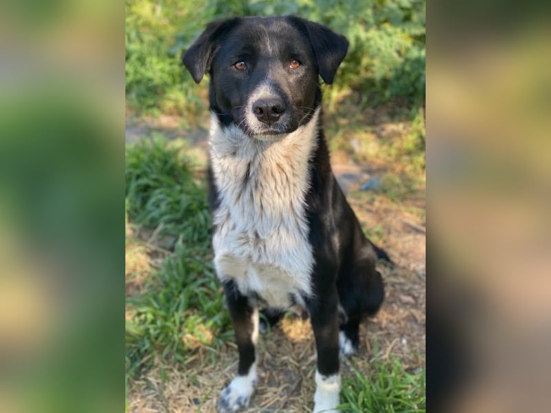 Sora,  geb. ca 03/2025, lebt in GRIECHENLAND, auf einer privaten Pflegestelle