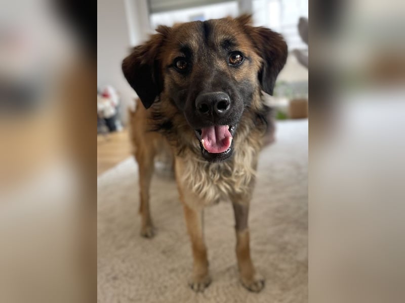 Strolch, geb. ca. 04/2024, lebt auf einer Pflegestelle in 71272 Renningen