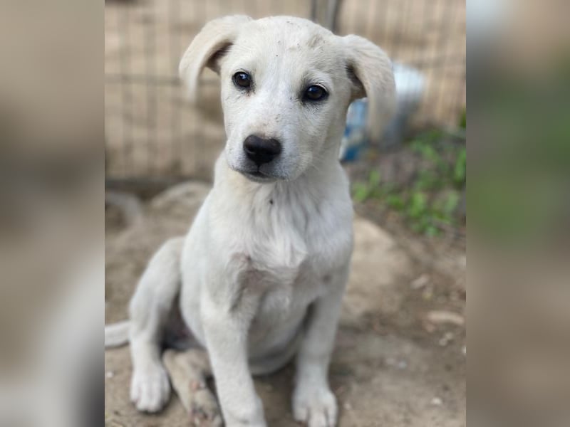 Mochina, geb. ca. 01/2026, lebt in GRIECHENLAND, auf einer privaten Pflegestelle