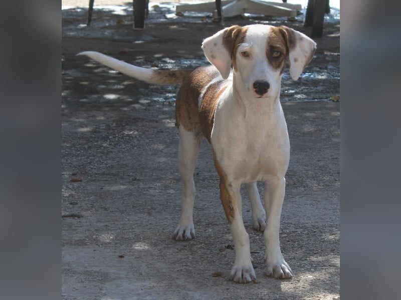 Nivara, geb. ca. 11/2024, lebt in GRIECHENLAND, auf einer privaten Pflegestelle