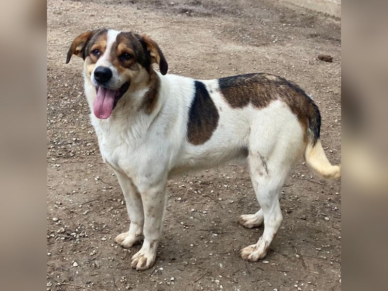 Antonio, geb. ca. 05/2023, lebt in GRIECHENLAND, auf einer privaten Pflegestelle