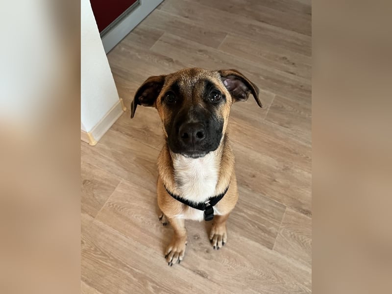 Dickie, geb. ca. 11/2025, lebt bei einer Familie in 46236 Bottrop