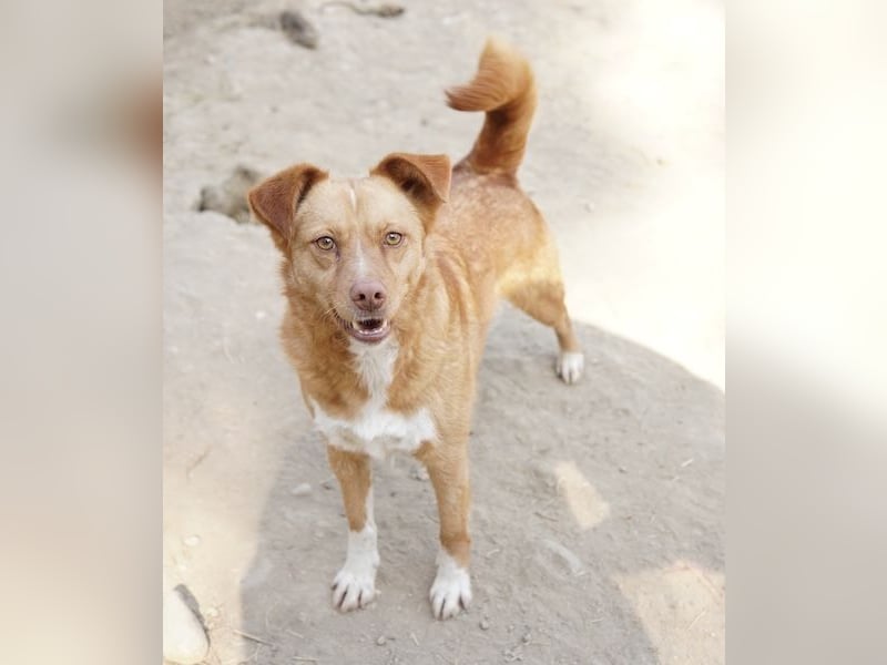 Rosalie, geb. ca. 12/2022, lebt in GRIECHENLAND, auf einer privaten Pflegestelle