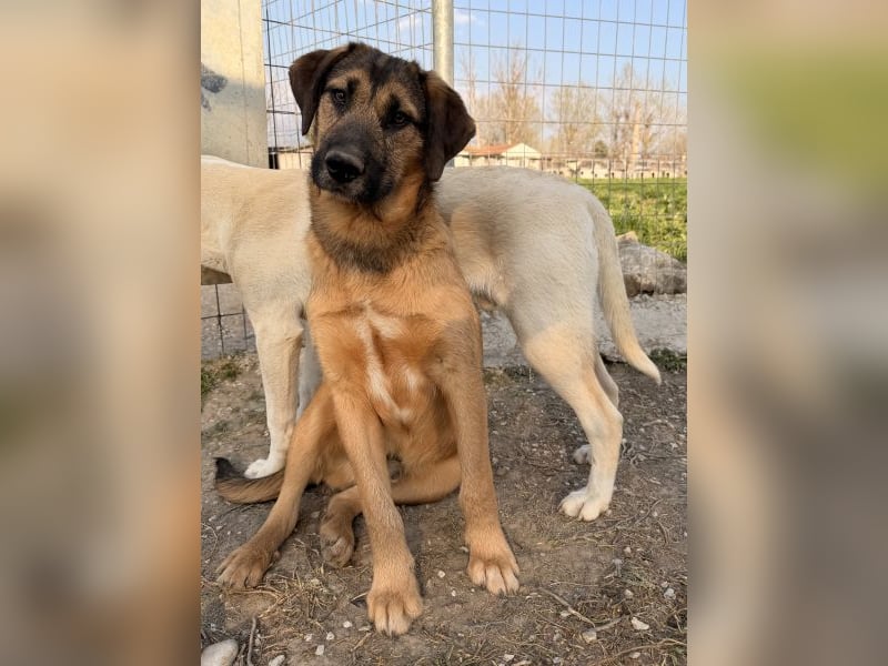 Maverick, geb. ca. 07/2025, lebt in GRIECHENLAND, im städt. Tierheim Serres