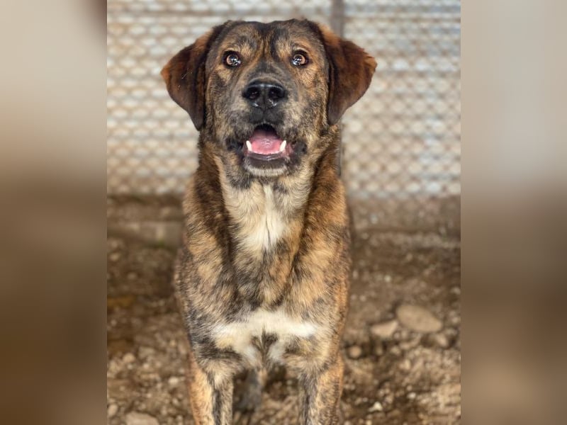 Fiyero, geb. ca. 07/2025, lebt in GRIECHENLAND, im städt. Tierheim Serres