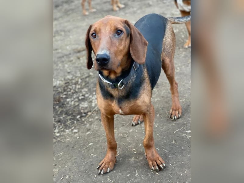 Abaluga, geb. ca. 01/2024, lebt in GRIECHENLAND, auf einer privaten Pflegestelle, Vermittlungshilf